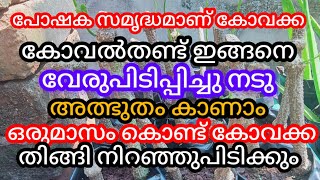 കോവൽതണ്ടുകൾ വേരുപിടിപ്പിക്കുന്ന സൂത്രങ്ങൾ കാണാം ഈവിഡിയോയിൽ a1luckylifemedia [upl. by Shenan797]