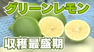 「グリーンレモンの収穫 香南市山北で最盛期 見込みの出荷量は40トン」202493放送 [upl. by Tarfe]