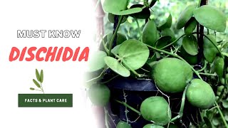 Amazing Facts of Dischidia Platyphylla or Kangaroo Plant Care Tips  GreenStuff🌿 A Garden Cat EP05 [upl. by Lesig783]