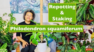 How to Repot amp Stake Up a Philodendron squamiferum Hairy Plant [upl. by Hyozo246]