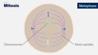 Mitosis 3D [upl. by Tali]