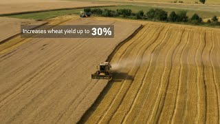 Increase your wheat yield with Nitrostim [upl. by Ho]