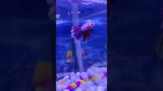 betta fish tetra petfish aquariumfish fishing pets neontetra petcare goldfish fish tetra [upl. by Halvaard217]