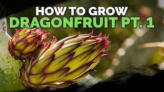 How to Grow Dragon Fruit Part 1  Soil Sun Water Containers and Fertilizing [upl. by Ellesirg]