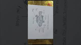 Diagram of fish anabas climbing perchfishfishdiagram anabasfish aquaculture diagram [upl. by Kcajyllib]