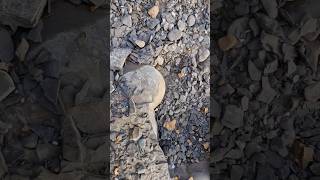 Potential Fossil nodule freed from shale slab 🪨🔨 fossilhunting fossils shorts coast rock sea [upl. by Stevy207]