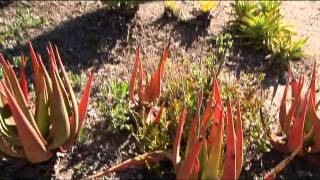 Botanical Garden Avalon Catalina Island [upl. by Meara]