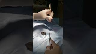 Canine Meibomian Cyst Removal [upl. by Gnok]