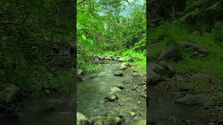 Flowing River Ambiance for Relaxation Stress Relief and Deep Sleep [upl. by Berry416]