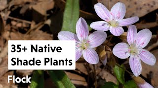 35 NATIVE SHADE PLANTS for the Garden — Ep 159 [upl. by Natrav712]