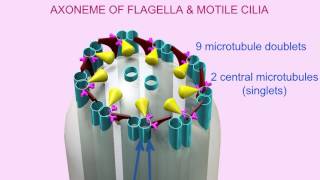 AXONEME of CILIA amp FLAGELLA [upl. by Aseel]