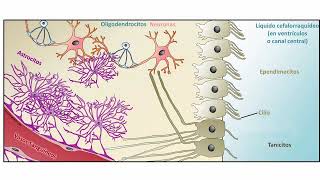 Células gliales células ependimarias [upl. by Haerle]