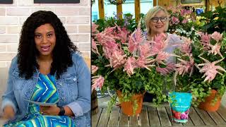 Barbara King 3Piece Astilbe Younique Salmon Live Plants on QVC [upl. by Adnawak]