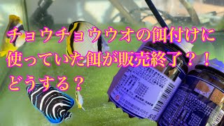 チョウチョウウオの餌付けに使っていた餌が販売終了？！どうする？ [upl. by Onailimixam]