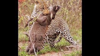 Impresionante LEONAS Cazando crías de JABALÍ a CÁMARA LENTA LEOPARDOS  PERROS Salvajes al ATAQUE [upl. by Hux]