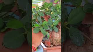 Ficus Microcarpa Bonsai on the wall Timelapse bonsai ficusbonsai [upl. by Ramilahs]