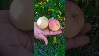 🔥 இங்க பாருங்க எவோலோ ஆப்பிள் 🍎🍏 garden canadiantamilvlogs shorts [upl. by Naomi]