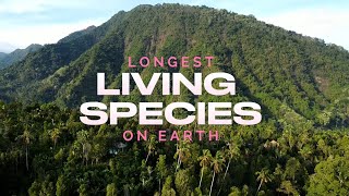 The LongestLiving Species on Earth [upl. by Theall]