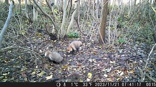 Pair of Japanese Raccoon Dogs Intrude the Overwintering Den of Japanese Badger in Late Autumn [upl. by Aeet]