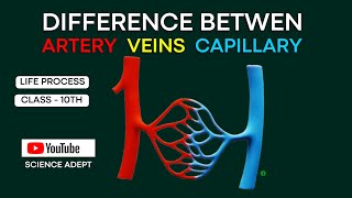 Blood vessels  arteries and veins  life process  Classs10 science circulatory system biology [upl. by Naxor194]