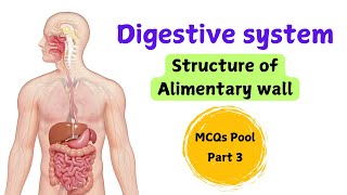 Digestive system  structure of alimentary wall  MCQs pool  Part 3 [upl. by Eiduam47]