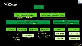 Plant Tissues  sabaqpk [upl. by Prader]