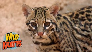 Ocelots the worlds cutest wildcat  Wild Kratts quotSpots in the Desertquot [upl. by Anihtyc]