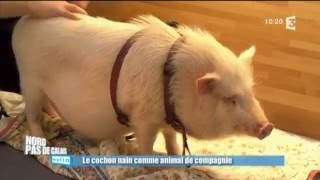 Adopter un cochon nain  les conseils de Frédéric Vlaemynck [upl. by Notsew22]