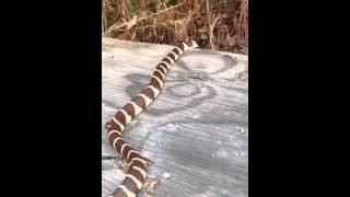 California Kingsnake Lampropeltis getula californiae [upl. by Sadnac526]