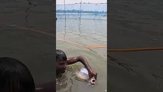 Big Citol Catch From River Using Amazing Fishing Technique fish fishing villagelife fishinglife [upl. by Nilved402]