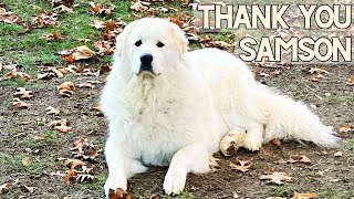 The GREATEST Pyreneesthe quotITquot dog of homesteading [upl. by Kristel946]