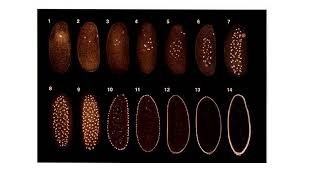 Le clivage chez la drosophile  dabord une succession de mitoses sans cytodiérèse [upl. by Dicky]