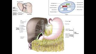 Exploration de l’anatomie du foie [upl. by Witty]