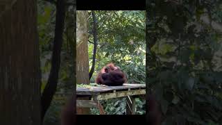 Orangutans Play Fighting [upl. by Isacco]