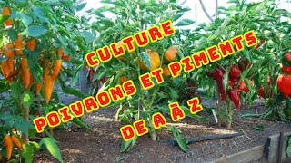 Poivrons et Piments de A à Z  semis plantation taille entretien et récolte [upl. by Cheria]