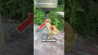 Automated Chicken Feeding Machine [upl. by Ariet]