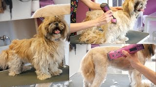 Grooming Guide  Grooming Matted Shih Tzu 67 [upl. by Isiad879]