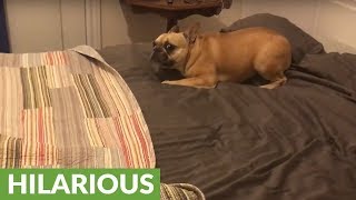 French Bulldog has intense case of the zoomies [upl. by Maurene]