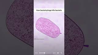 How bacteriophage kills bacteria 🦠🧫microbiology [upl. by Nilreb]