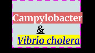 Campylobacter jejuni GI infection [upl. by Hctud]