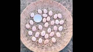 बिना मशीन मुर्गी का बचा कैसे करे how to hatch eggs incubator murgibacche murgi hatching new [upl. by Amaral]