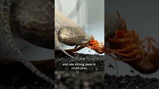 Lungfish wildlife animals fish lungfish facts video shorts short [upl. by Iclek]