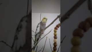 Cockatail sings iphone ring and says peakaboo [upl. by Ahsen587]