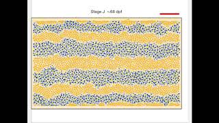 A ZebraFish Gets Its Stripes [upl. by Glenn]