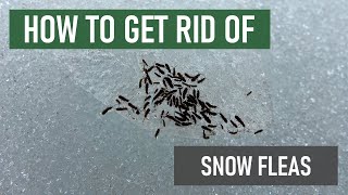 How to Get Rid of Snow Fleas 4 Easy Steps [upl. by Roskes820]