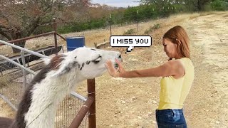 Most Emotional Animals Reunited With Owners After Years Animal Reunion 10  BestWind [upl. by Ainocal316]