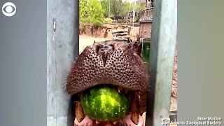 WEB EXTRA Hippo Crushes Whole Watermelon At Zoo In Texas [upl. by Orgalim451]