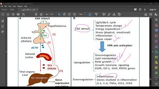 CORTICOSTEROIDS 1 [upl. by Sateia]