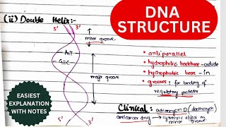 DNA Structure Organization amp Function  Nucleosides amp Nucleotides  Biochemistry urduhindi [upl. by Minier]