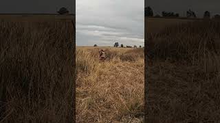 Wild hen pheasant holding tight pheasanthunting pointer hunting birdhunting uplandhunting [upl. by Teddi]